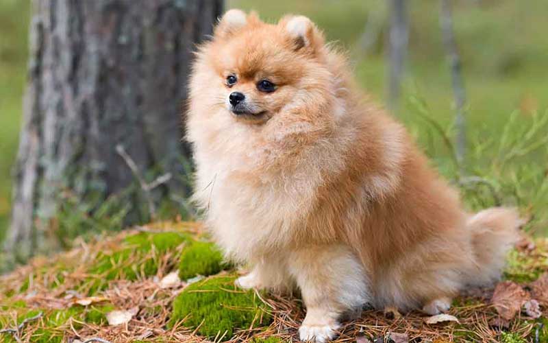 سگ پامرائین pomeranian